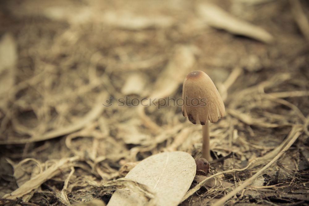 Similar – Image, Stock Photo picking wild mushrooms in autumn forest