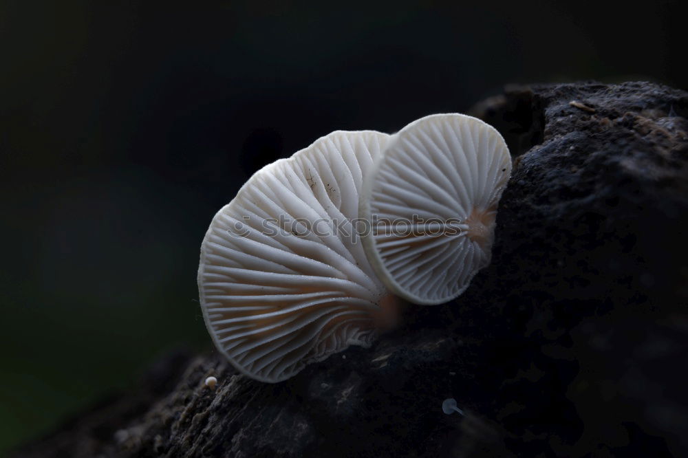 Similar – Image, Stock Photo Small Shrooms Green White