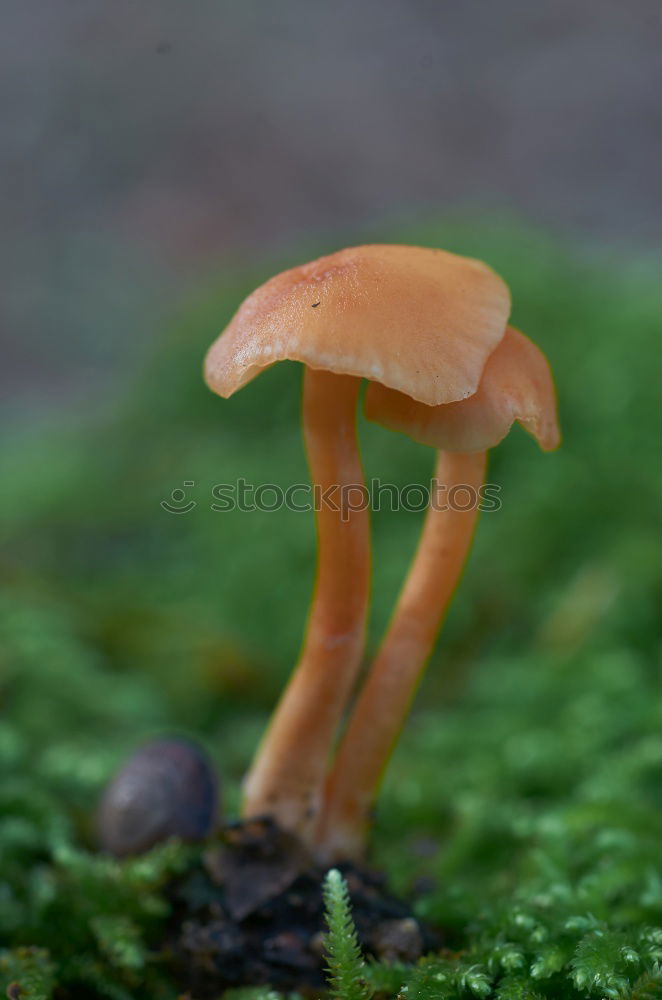 Similar – Another mushroom