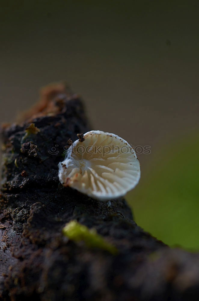 Similar – Durchbruch Natur Pflanze