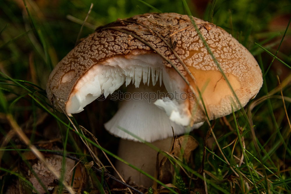 Similar – Foto Bild Fliegenpilz Ernährung