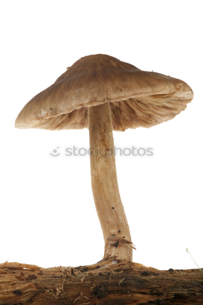 Similar – Image, Stock Photo traces of fungus Poison