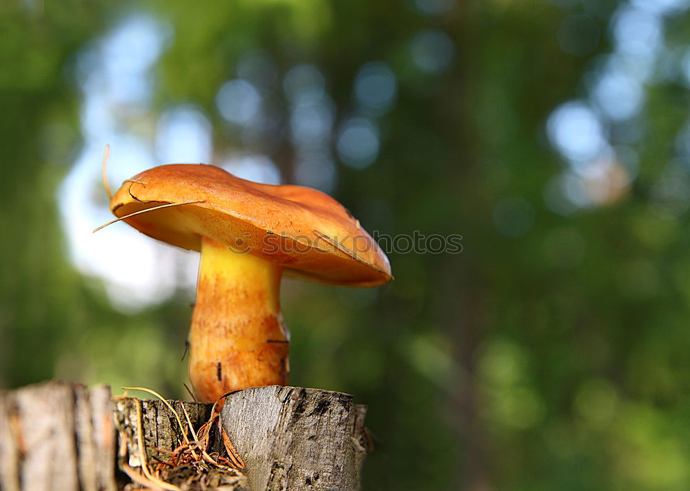 Similar – Image, Stock Photo Edible fresh mushrooms boletus edulis in a hand