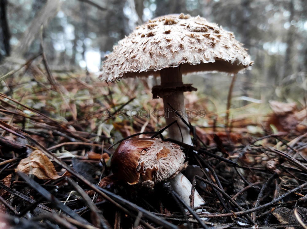 Similar – Image, Stock Photo Two little men standing in the forest…