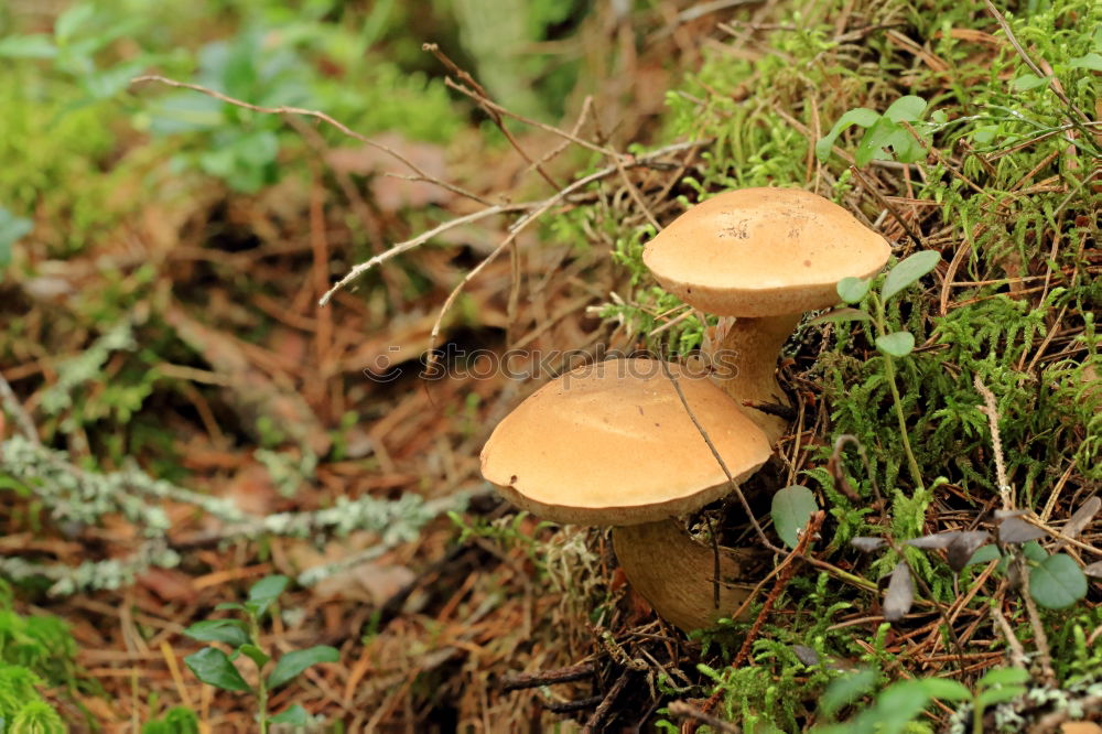 Similar – Image, Stock Photo Two little men standing in the forest…