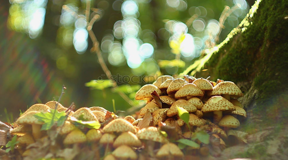 Similar – Image, Stock Photo Lichens and moss Plant