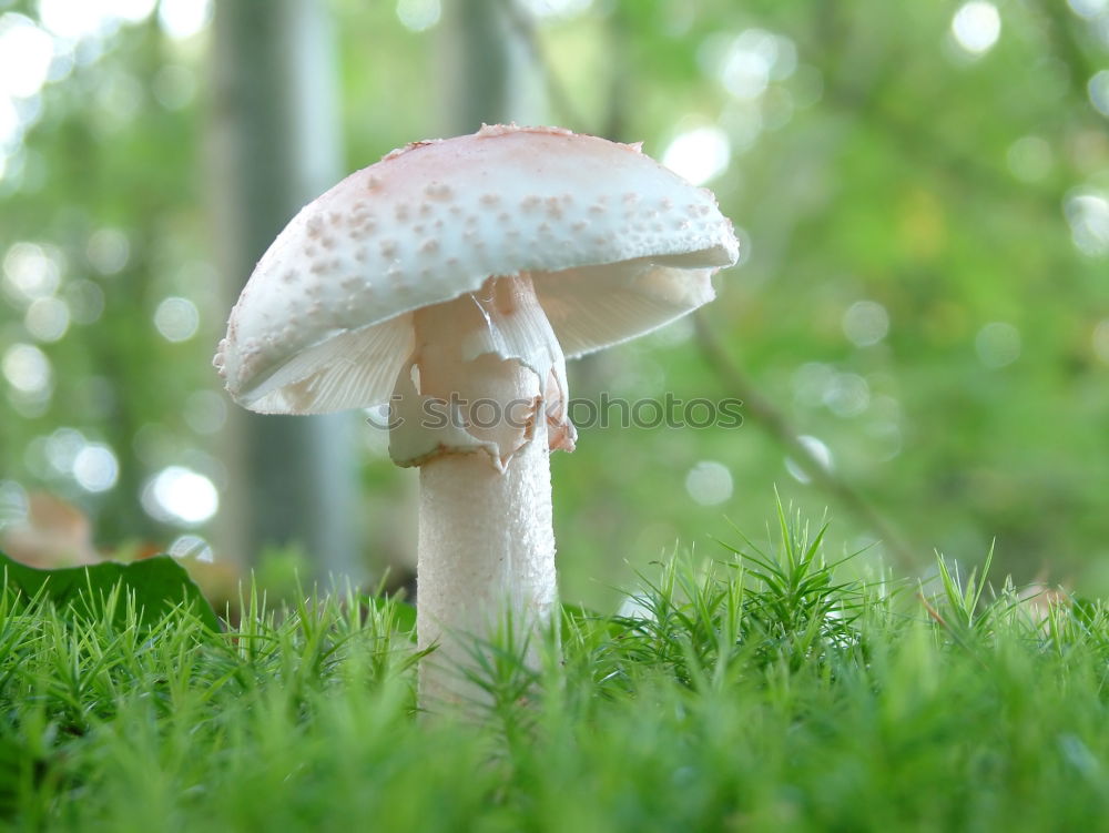 Similar – Fly agaric II Environment