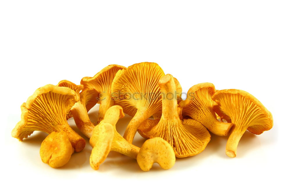 Similar – Image, Stock Photo chanterelles Chanterelle