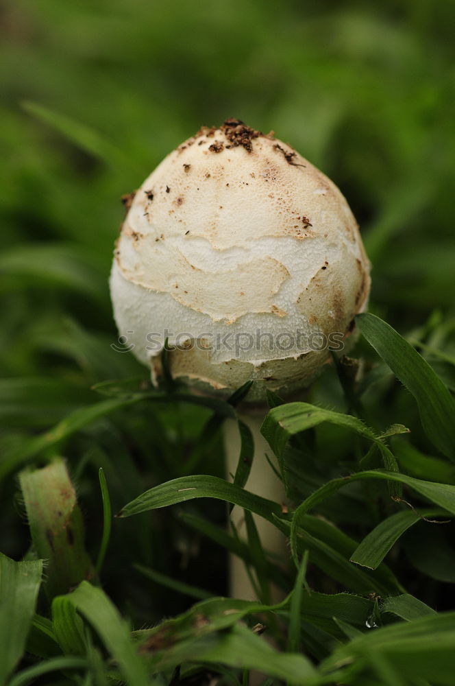 Similar – Image, Stock Photo traces of fungus Poison