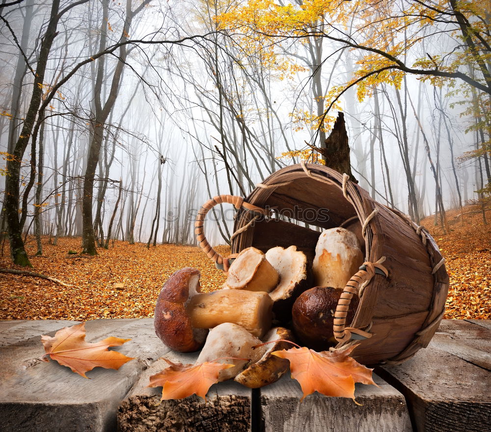 Similar – Image, Stock Photo chestnut Hiking