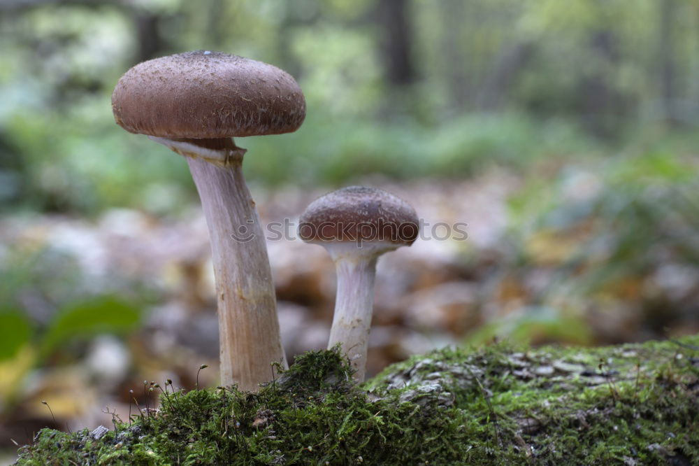 Similar – Image, Stock Photo mushroom gathering