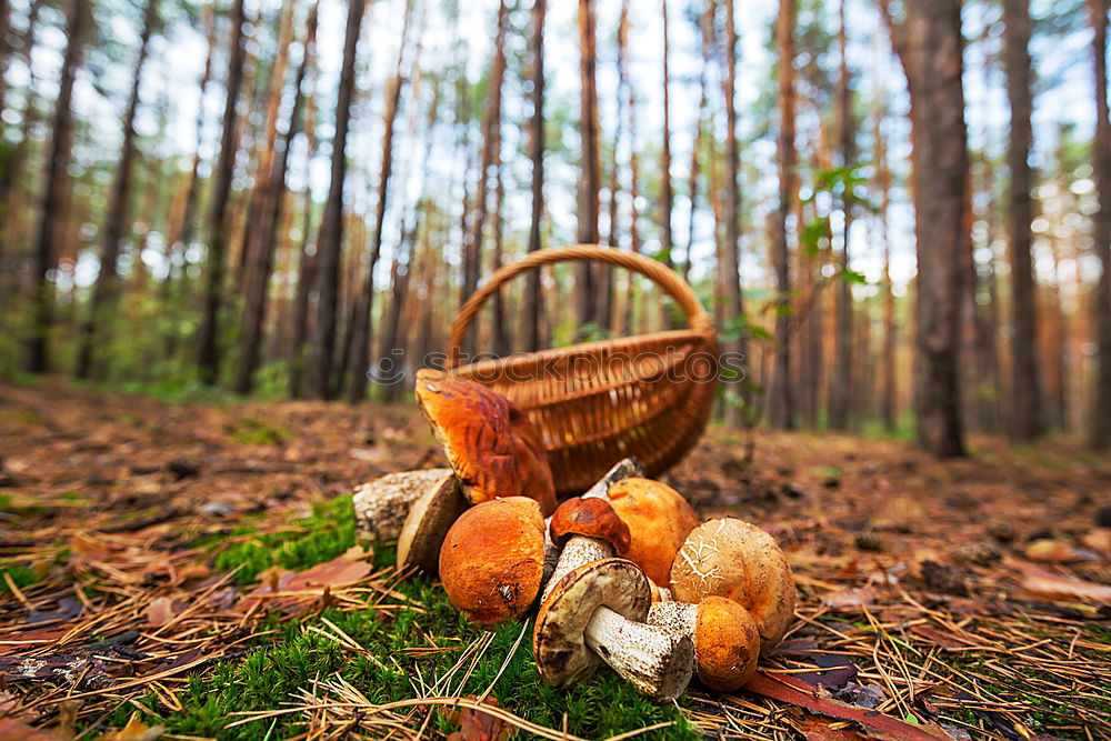 Similar – Image, Stock Photo picking wild mushrooms in autumn forest