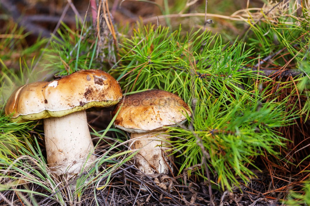 Similar – Tannenzäpfle Mushroom