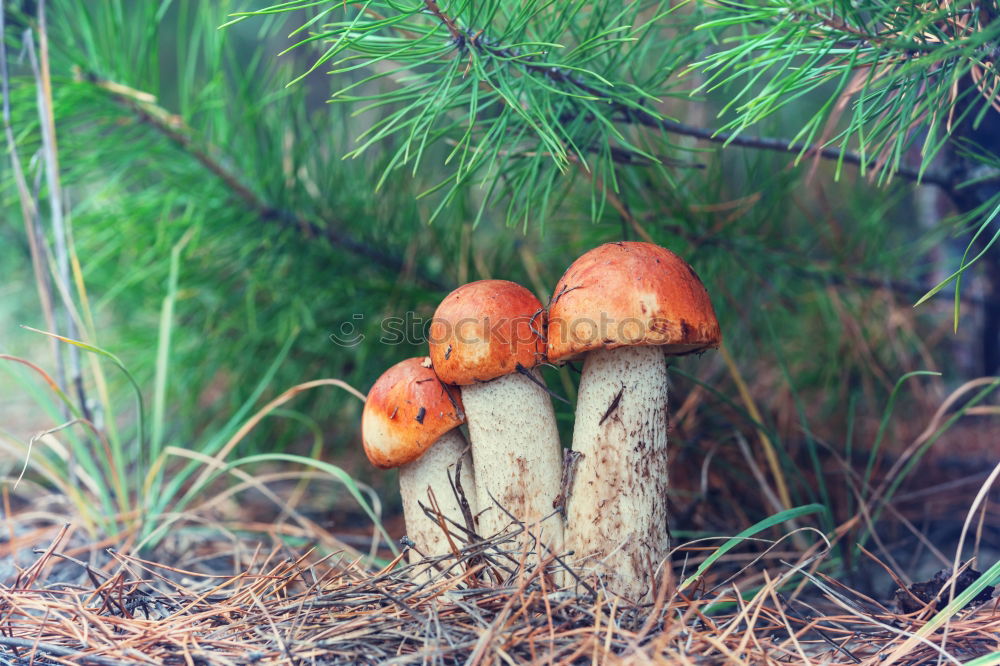 Similar – Fly agaric II Environment