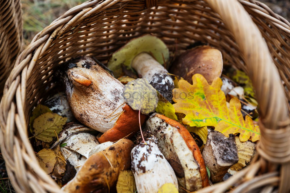 Similar – Image, Stock Photo Mushrooms in basket Food