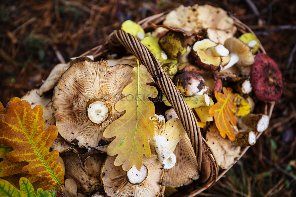 Similar – Image, Stock Photo Autumn colors. Fallen leaves of trees