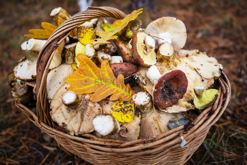 Similar – Image, Stock Photo Mushrooms in basket Food