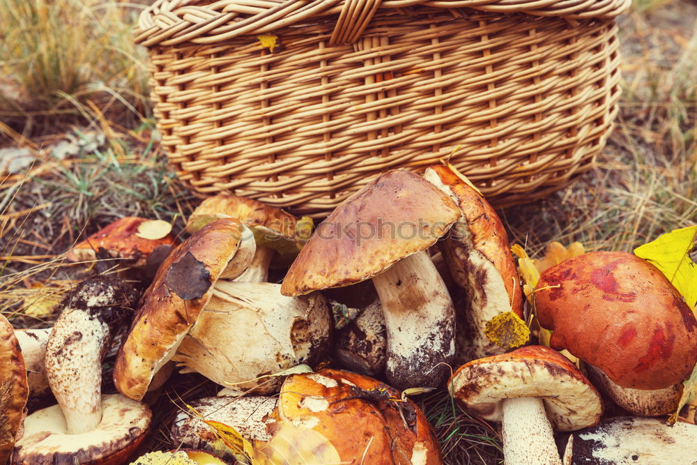 Similar – Image, Stock Photo Mushrooms in basket Food