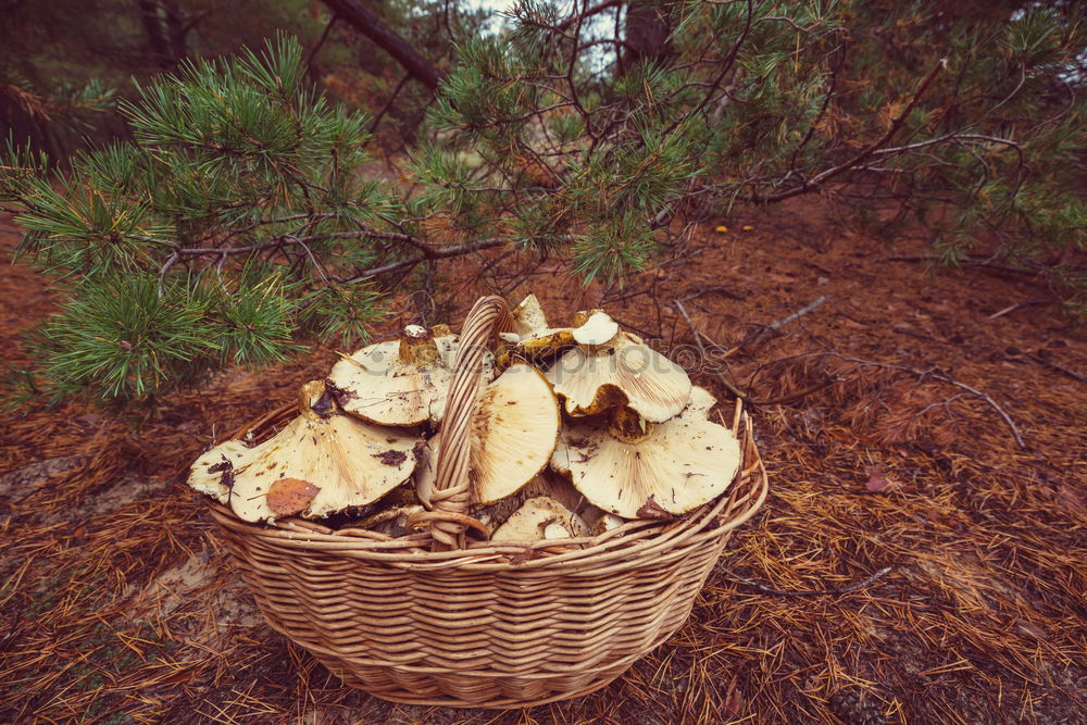 Similar – Image, Stock Photo picking wild mushrooms in autumn forest