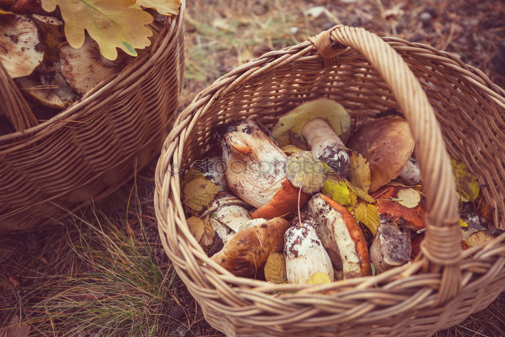 Similar – Image, Stock Photo Mushrooms in basket Food