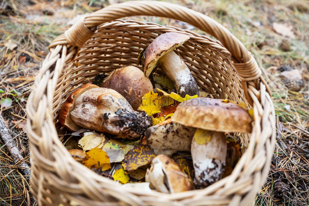 Similar – Image, Stock Photo Mushrooms in basket Food