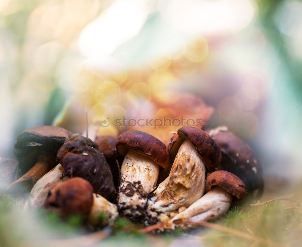 Image, Stock Photo Sweet potato chips 2.0