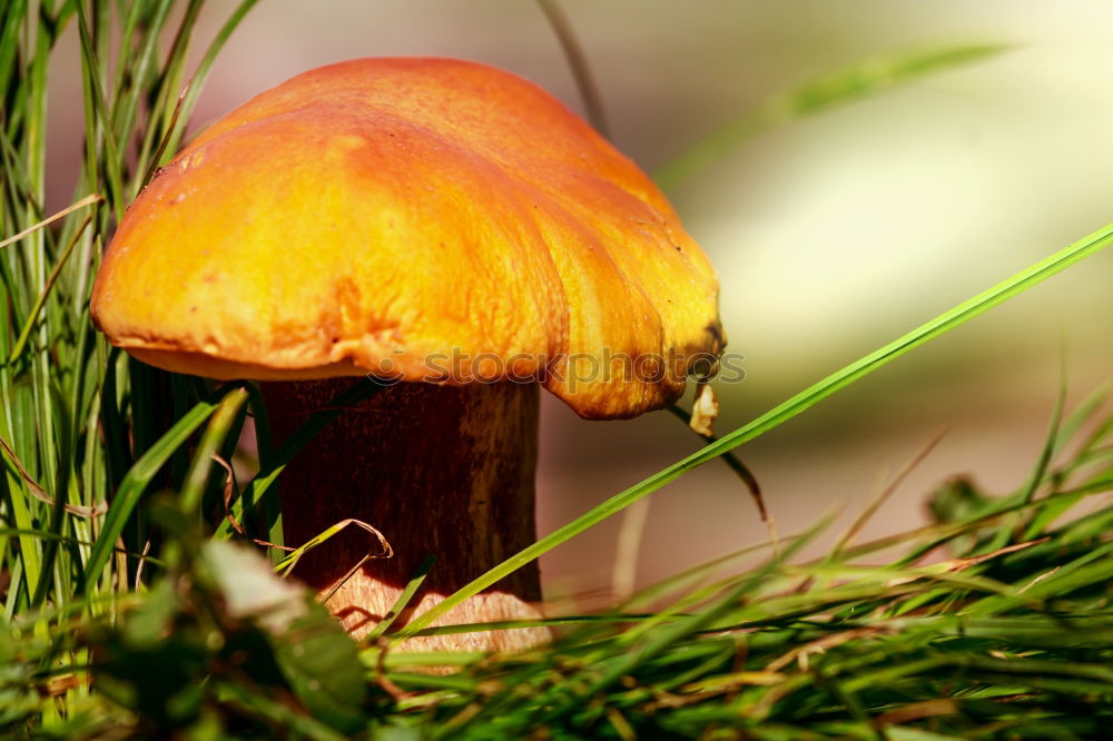 Similar – red caps Mushroom