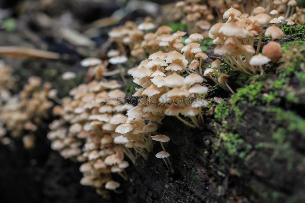 Similar – Image, Stock Photo mushroom party Nature