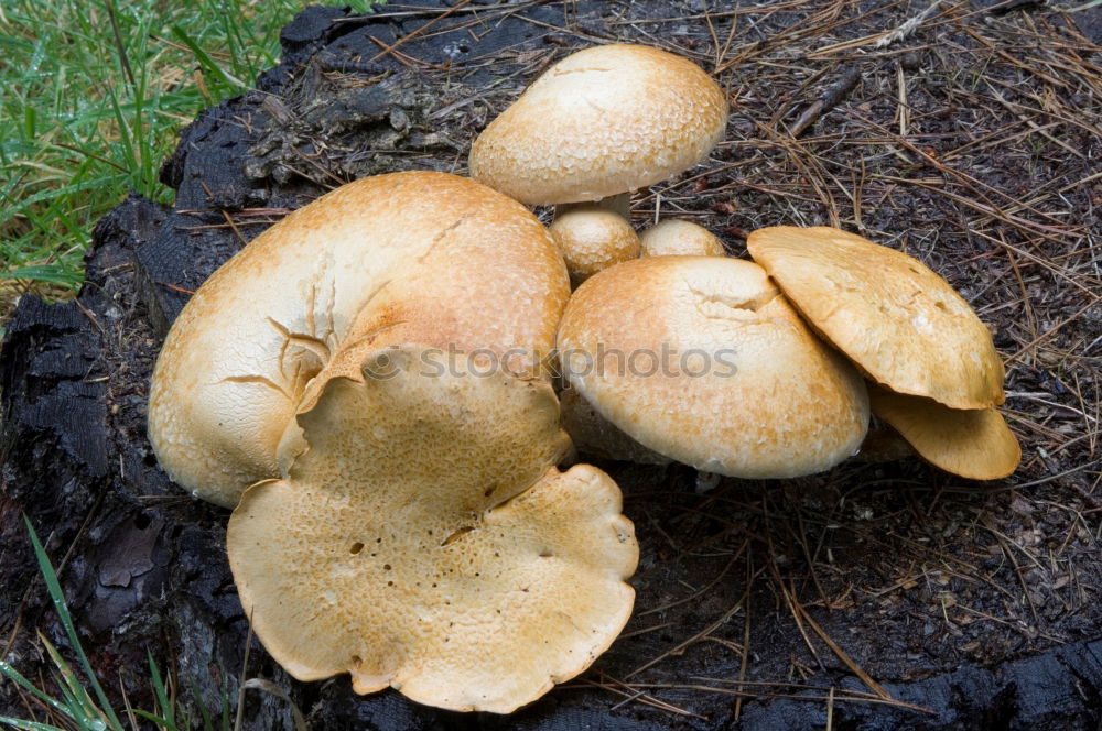 Similar – Image, Stock Photo traces of fungus Poison