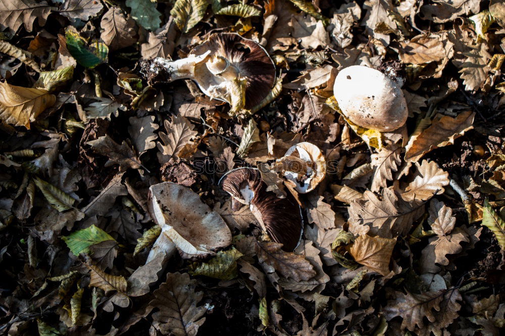 Similar – early autumn Leaf Dry