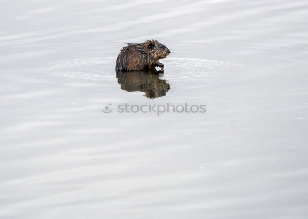 Similar – Image, Stock Photo Mouse on handle Nature