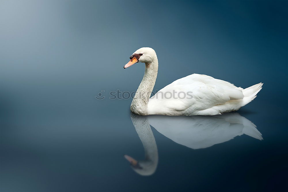 Similar – Image, Stock Photo Le curieux cygne II Lake