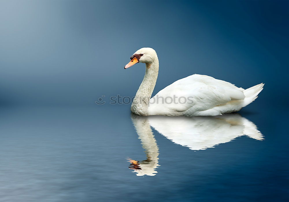 Similar – Swan Family Animal Water