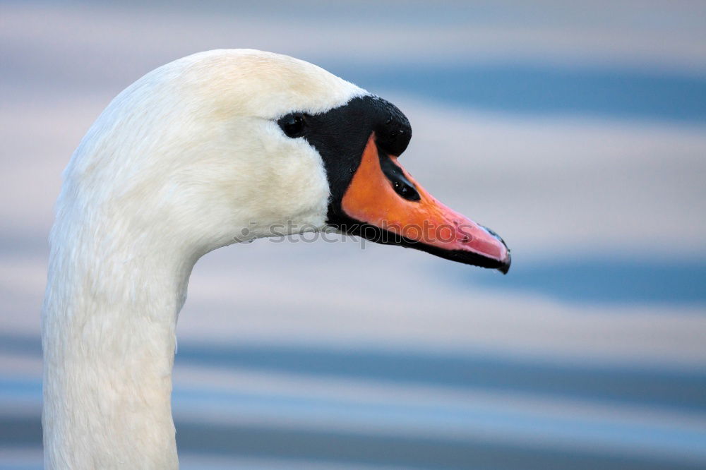 Similar – Image, Stock Photo My dear Swan II Animal