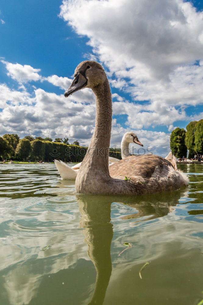 Similar – Foto Bild Schwanensee Tier 1 Wasser