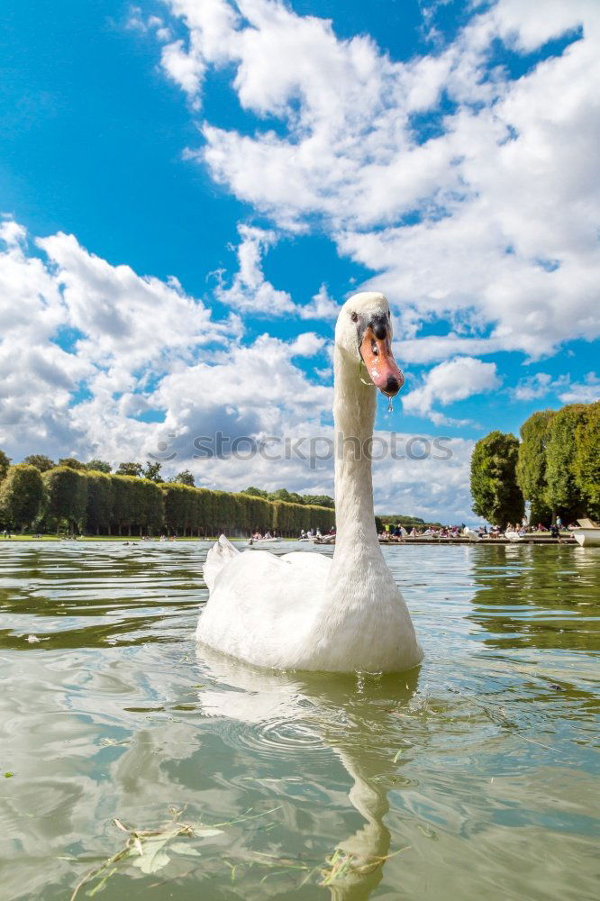 Foto Bild Schwanensee Tier 1 Wasser