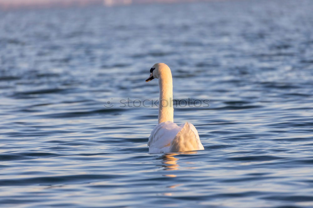 Similar – Swan from behind Lake