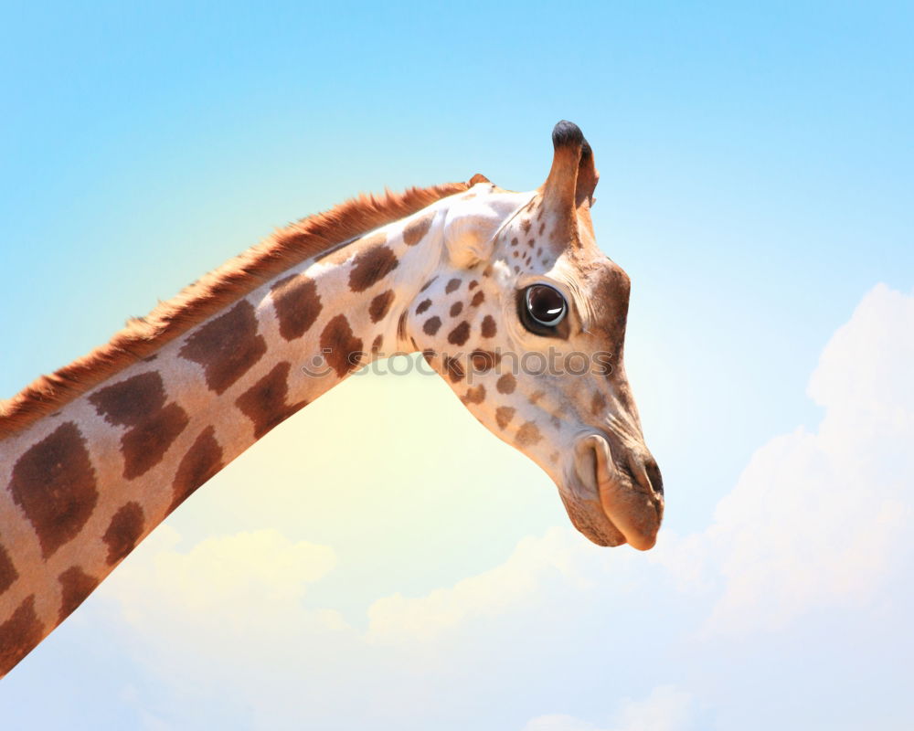 Similar – giraffe Animal Zoo Sky