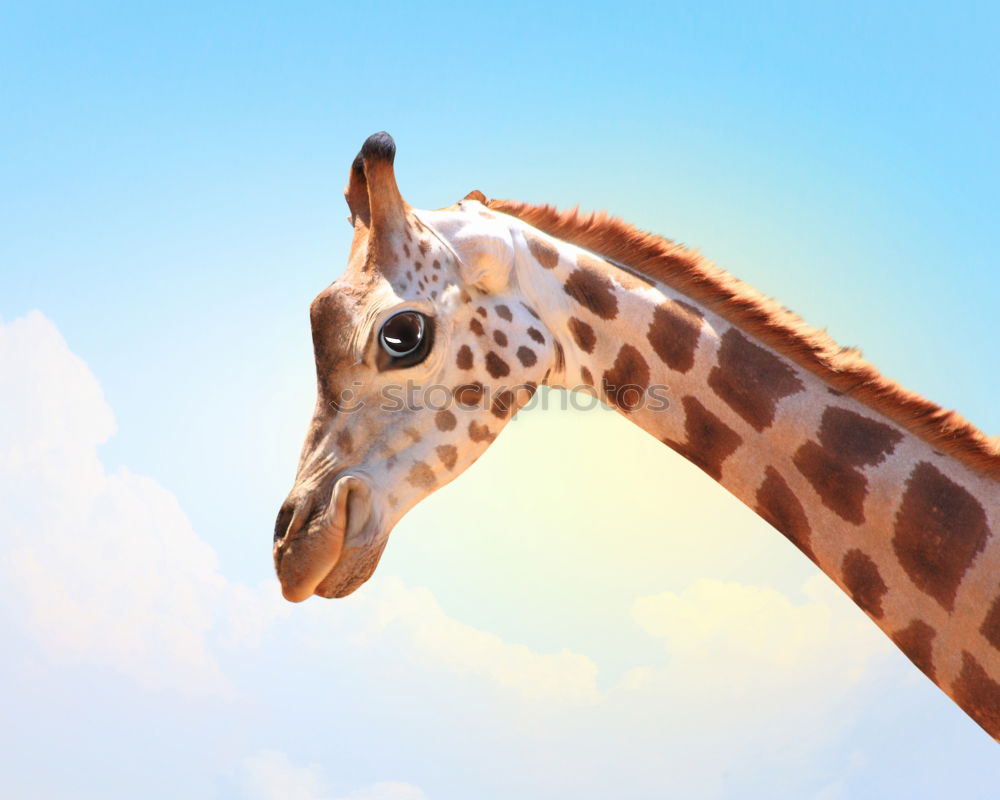 Similar – giraffe Animal Zoo Sky