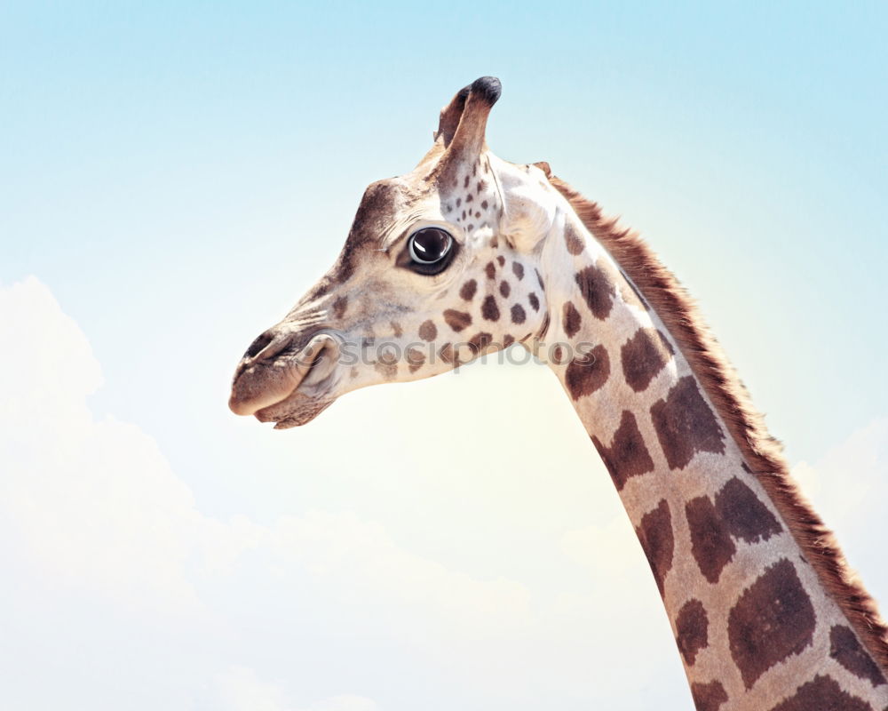 Similar – Image, Stock Photo Neck and head of a giraffe near a green tree