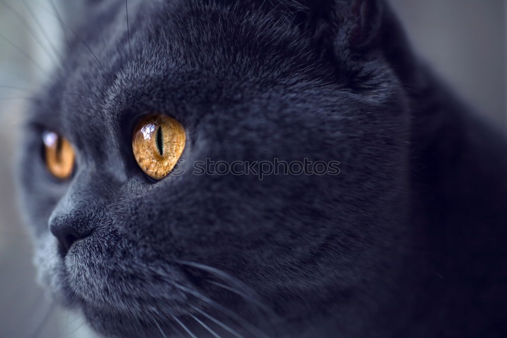 Similar – Image, Stock Photo Cat photo