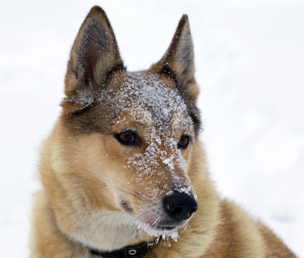 Similar – German Shepherd Dog in Winter