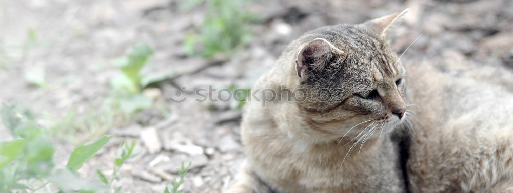 Image, Stock Photo Cat Lola Garden Pet 1