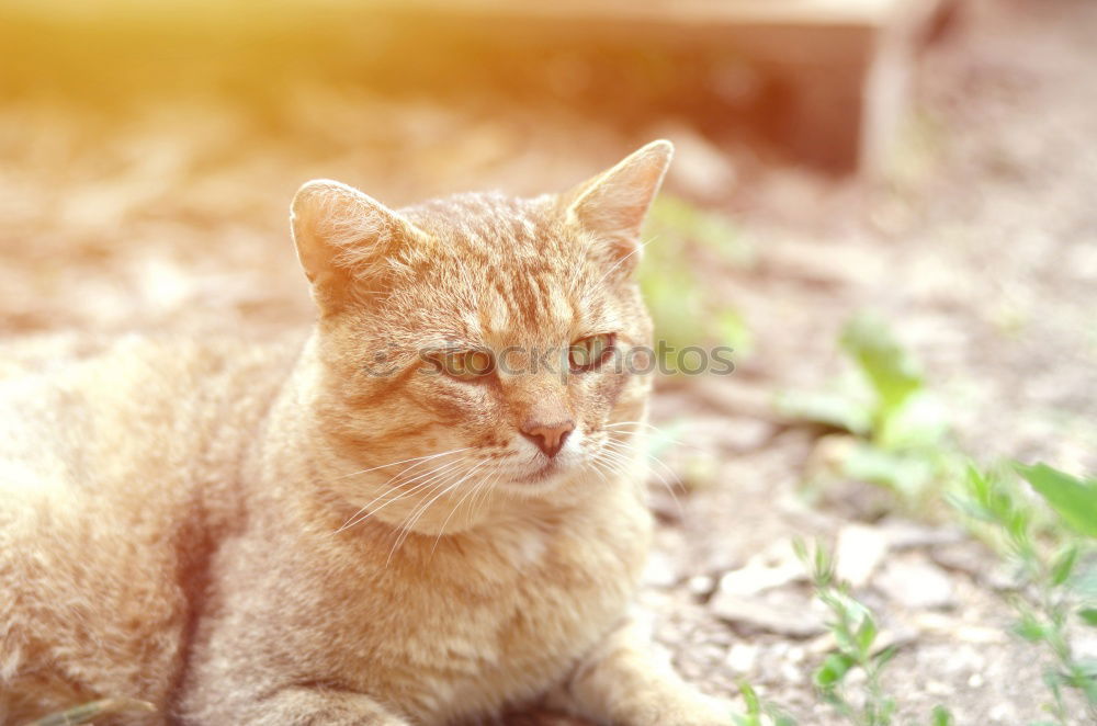 Similar – Image, Stock Photo Baby Cat Playing In Grass