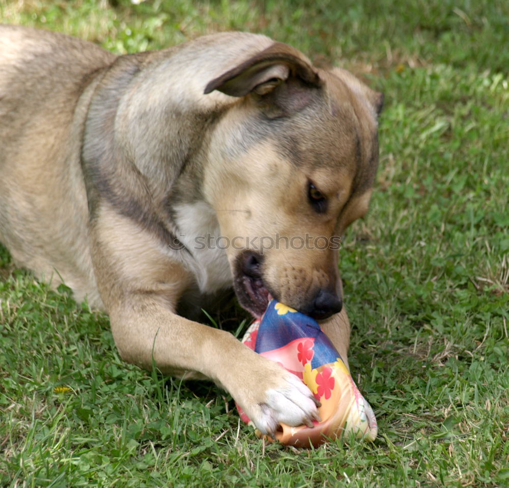 Similar – Have a break, have a bone.