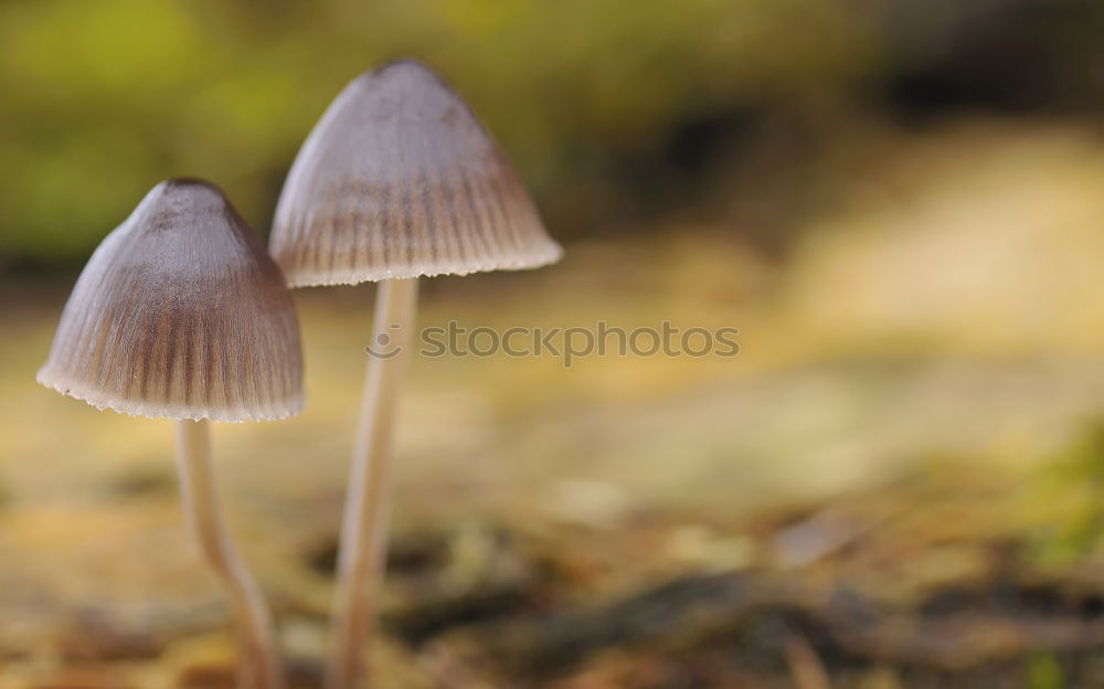 Similar – roe deer brown roof mushroom