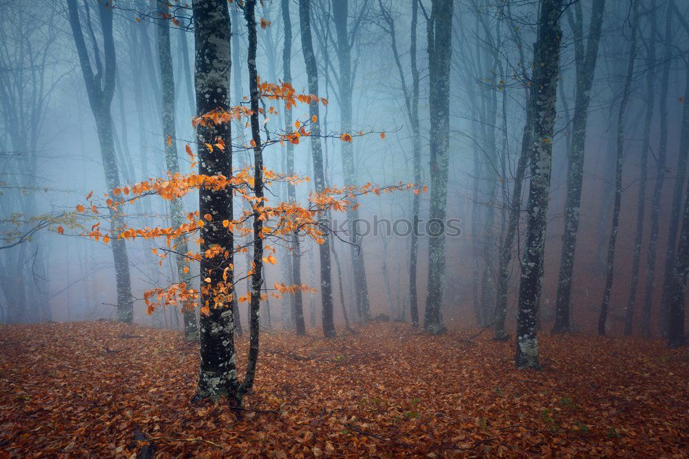 Similar – Foto Bild im Herbstwald Umwelt Natur