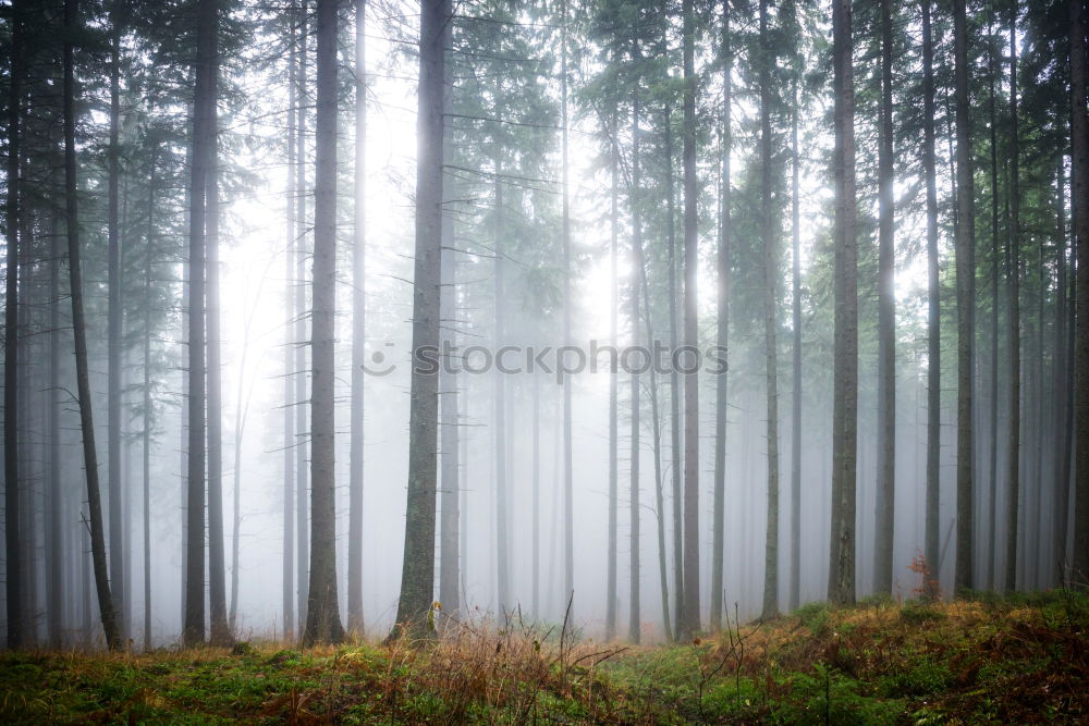 Mysterious fog in the green forest