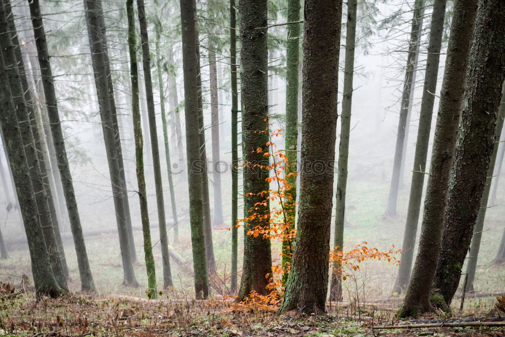 Similar – Image, Stock Photo Coastal forest at the Baltic Sea near Nienhagen