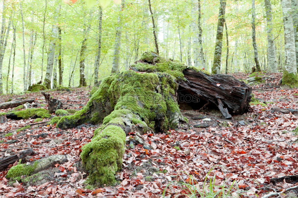 Similar – Image, Stock Photo Stones overgrown with green moss lie in the bed of the Ilse, the leaves of the slowly autumnal coloring trees are reflected in the water